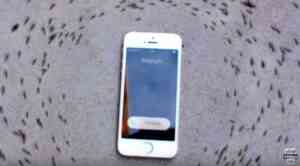 Ants_Circling_My_Phone_-_Mysterious_video_of_ants_circling_my_iPhone_-_YouTube