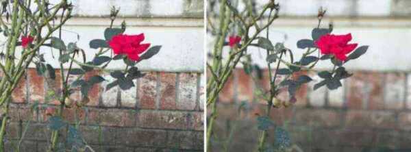 「iPhone 7 Plus & iOS 10.1」でこんなに綺麗な被写界深度を使った背景ボケ写真が撮影できる