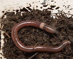 ジャンピングワーム